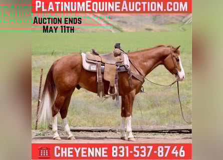 American Paint Horse, Castrone, 5 Anni, 150 cm, Sauro scuro