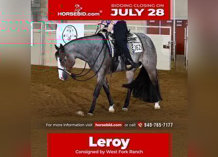 American Paint Horse, Castrone, 5 Anni, 157 cm, Baio roano