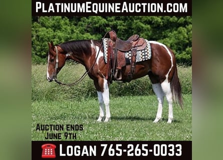 American Paint Horse, Castrone, 6 Anni, 152 cm, Sauro scuro