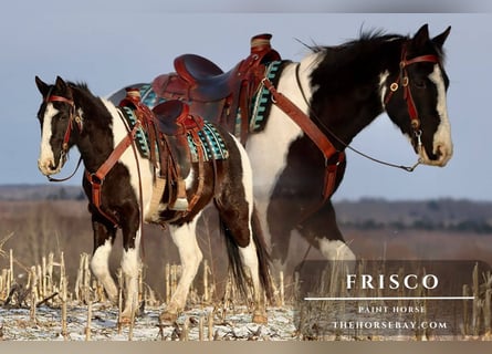 American Paint Horse, Castrone, 6 Anni, 152 cm, Tobiano-tutti i colori