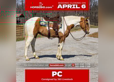 American Paint Horse, Castrone, 6 Anni, 155 cm, Pezzato