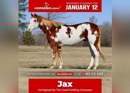 American Paint Horse, Castrone, 6 Anni, 168 cm, Sauro ciliegia