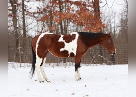 American Paint Horse, Castrone, 7 Anni, 152 cm, Tobiano-tutti i colori