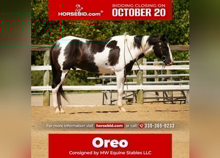 American Paint Horse, Castrone, 7 Anni, 155 cm, Pezzato