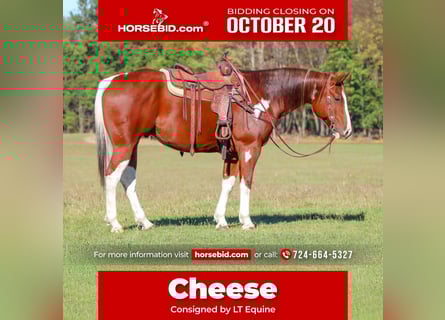 American Paint Horse, Castrone, 7 Anni, 160 cm, Pezzato