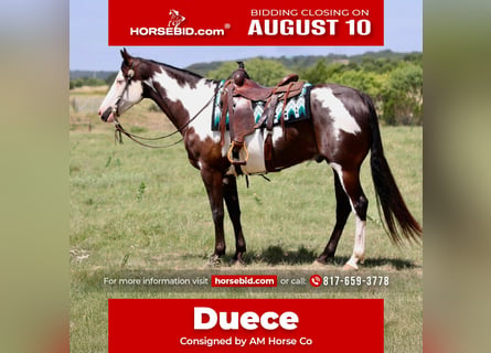American Paint Horse, Castrone, 7 Anni, Pezzato