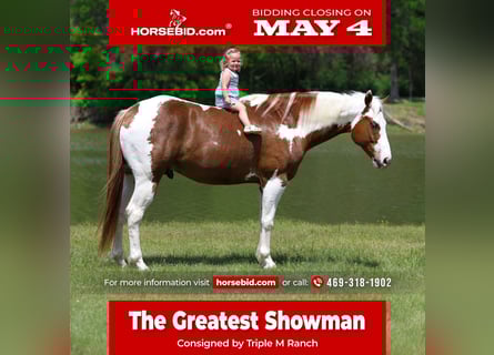 American Paint Horse, Castrone, 7 Anni, Sauro ciliegia