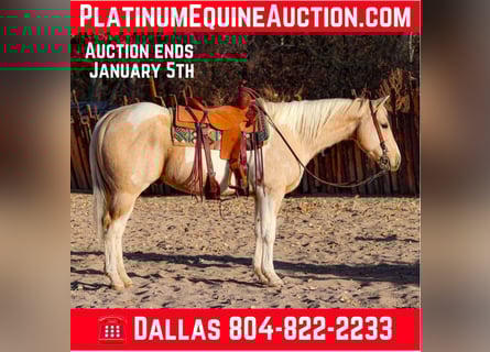 American Paint Horse, Castrone, 8 Anni, 152 cm, Palomino