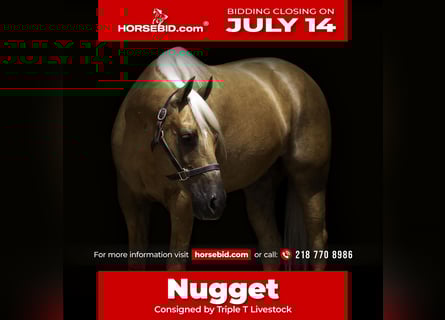 American Paint Horse, Castrone, 8 Anni, 152 cm, Palomino