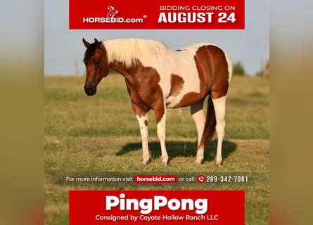 American Paint Horse, Castrone, 8 Anni, 152 cm, Pezzato