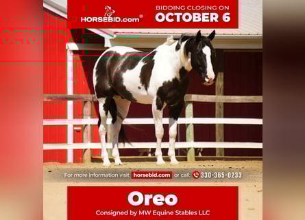 American Paint Horse, Castrone, 8 Anni, 155 cm