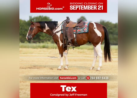 American Paint Horse, Castrone, 9 Anni, 152 cm, Pezzato
