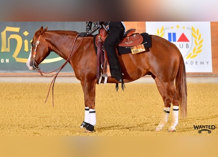 American Paint Horse, Castrone, 9 Anni, 154 cm, Sauro