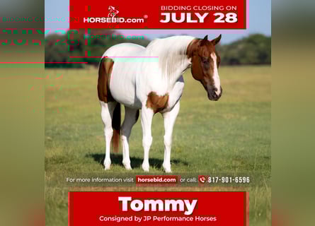 American Paint Horse, Castrone, 9 Anni, 160 cm, Sauro ciliegia