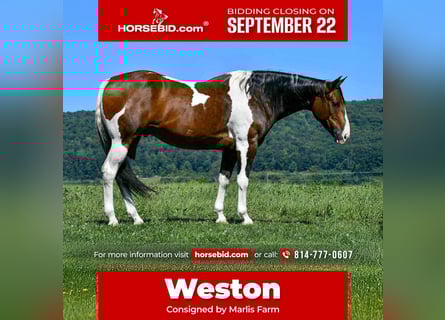American Paint Horse, Castrone, 9 Anni, 163 cm, Pezzato