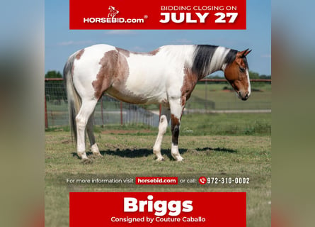 American Paint Horse, Castrone, 9 Anni, Pezzato