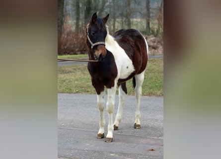 American Paint Horse, Étalon, 1 Année, 152 cm, Tobiano-toutes couleurs