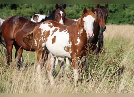 American Paint Horse, Étalon, 1 Année, 153 cm, Overo-toutes couleurs