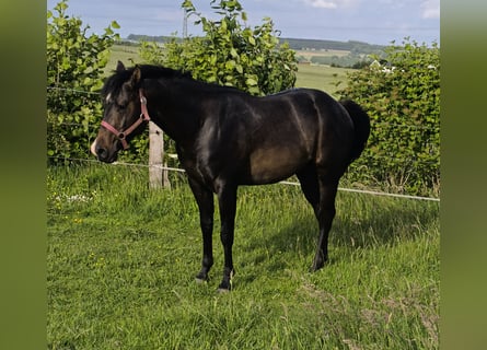 American Paint Horse, Étalon, 3 Ans, 147 cm, Bai brun