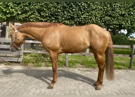 American Paint Horse, Étalon, 4 Ans, 152 cm, Alezan dun