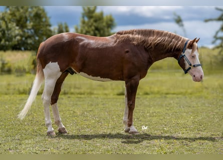 American Paint Horse, Étalon, 6 Ans, Overo-toutes couleurs