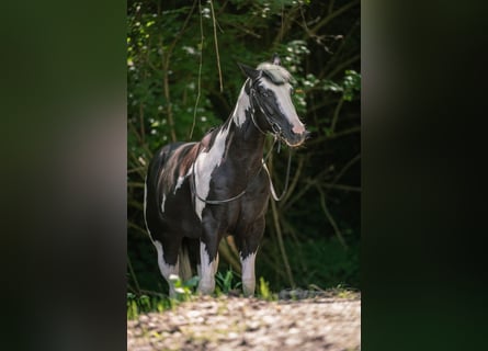 American Paint Horse, Étalon, 9 Ans, 154 cm, Pinto