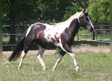American Paint Horse, Étalon, 7 Ans, 150 cm, Noir