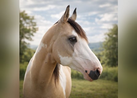 American Paint Horse, Étalon, 9 Ans, 146 cm, Overo-toutes couleurs