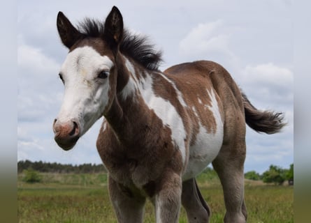 American Paint Horse, Étalon, Poulain (04/2025), 150 cm, Overo-toutes couleurs
