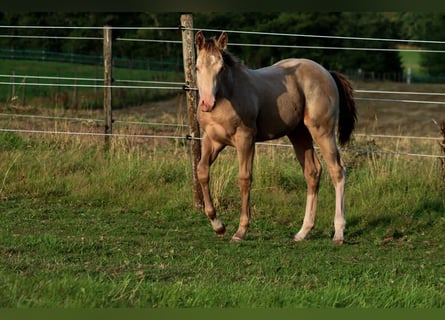 American Paint Horse, Étalon, Poulain (04/2025), 153 cm, Champagne