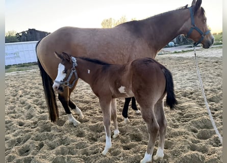 American Paint Horse, Étalon, Poulain (03/2026), 153 cm