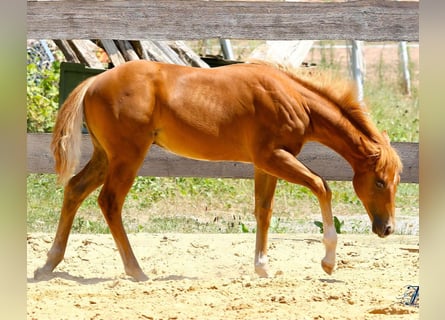 American Paint Horse, Étalon, Poulain (04/2026), 154 cm, Alezan