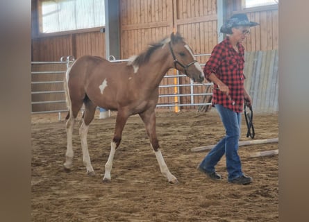 American Paint Horse, Étalon, Poulain (03/2026), 155 cm
