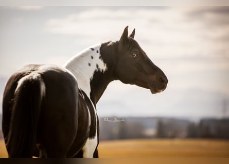 American Paint Horse, Étalon, 19 Ans