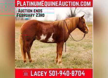 American Paint Horse, Gelding, 10 years, 14.1 hh, Overo-all-colors