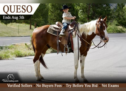 American Paint Horse, Gelding, 10 years, 15 hh, Tobiano-all-colors