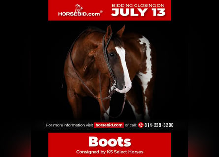 American Paint Horse, Gelding, 10 years, Pinto