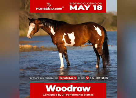 American Paint Horse, Gelding, 10 years, Pinto