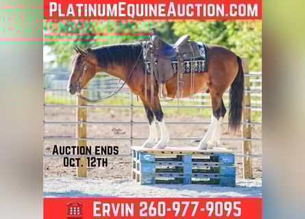 American Paint Horse, Gelding, 10 years, Tobiano-all-colors