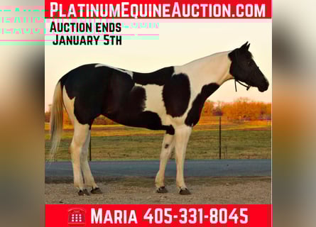 American Paint Horse, Gelding, 11 years, 15.2 hh, Tobiano-all-colors