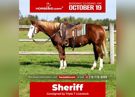 American Paint Horse, Gelding, 11 years, 15 hh, Sorrel