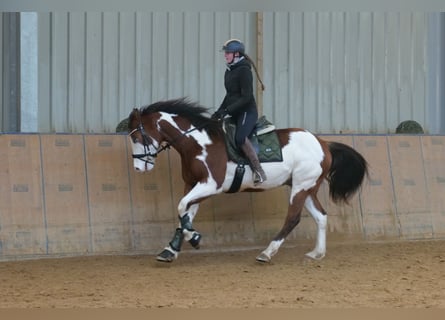 American Paint Horse, Gelding, 11 years, 15,1 hh, Pinto