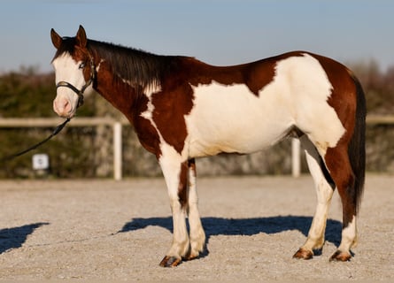 American Paint Horse, Gelding, 11 years, 15,1 hh, Pinto