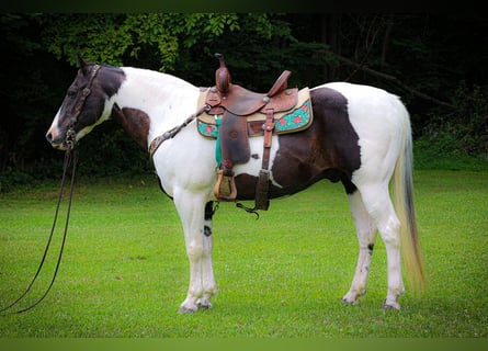 American Paint Horse, Gelding, 11 years, 15,2 hh, Tobiano-all-colors
