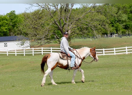 American Paint Horse, Gelding, 13 years, 16 hh, Tobiano-all-colors