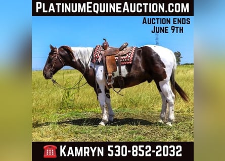 American Paint Horse, Gelding, 13 years, Grullo