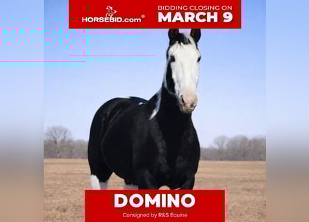 American Paint Horse, Gelding, 14 years, 15.2 hh, Pinto