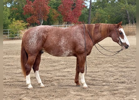 American Paint Horse, Gelding, 14 years, Sorrel
