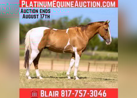 American Paint Horse, Gelding, 14 years, Tobiano-all-colors