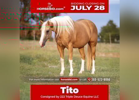 American Paint Horse, Gelding, 15 years, 14,3 hh, Palomino